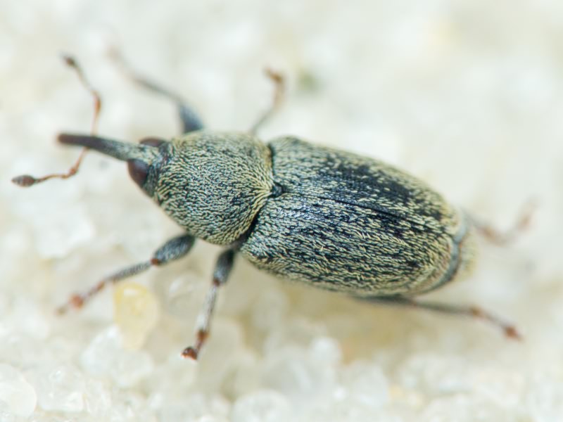 Sibinia (Sibinia) subelliptica Desbrochers des Loges, 1873